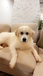 Lost Male Dog last seen Conley rd and Bennett rd, Morganton, NC 28655