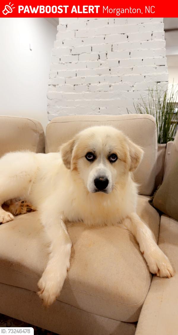 Lost Male Dog last seen Conley rd and Bennett rd, Morganton, NC 28655