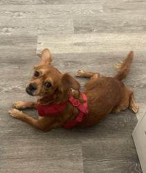 Lost Female Dog last seen alvin ave, San Jose, CA 95121