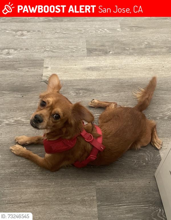 Lost Female Dog last seen alvin ave, San Jose, CA 95121
