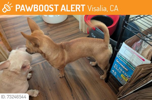 Found/Stray Male Dog last seen Fisher Dr., Visalia, CA 93292
