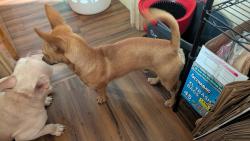 Found/Stray Male Dog last seen Fisher Dr., Visalia, CA 93292