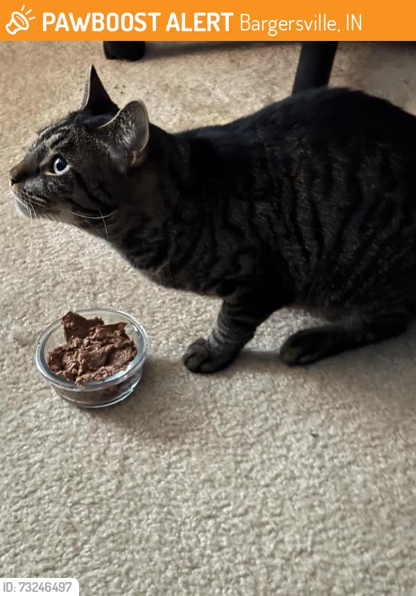 Found/Stray Unknown Cat last seen Washington Av. And Springs Way Dr., Bargersville, IN 46106