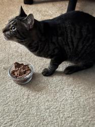Found/Stray Unknown Cat last seen Washington Av. And Springs Way Dr., Bargersville, IN 46106
