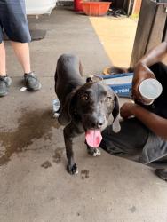 Lost Female Dog last seen Firestone, Nashville, TN 37115