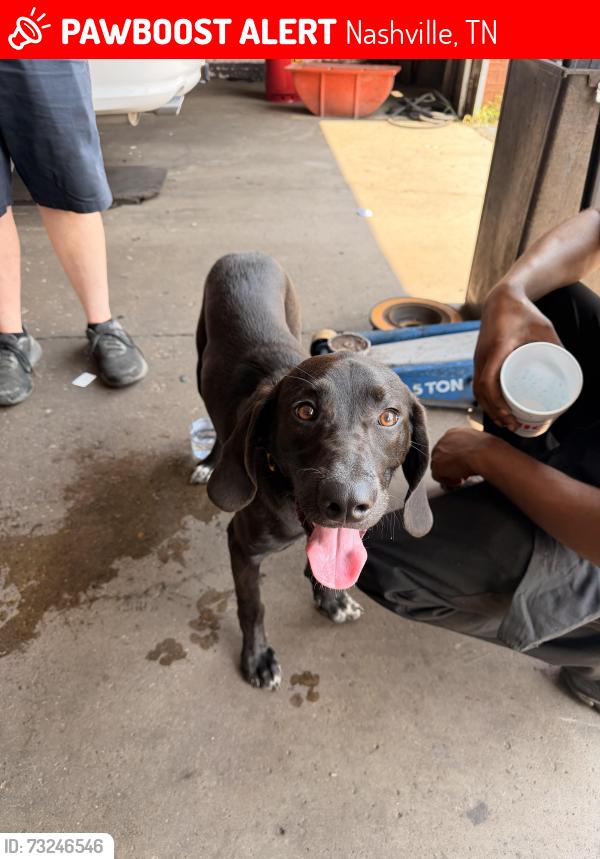 Lost Female Dog last seen Firestone, Nashville, TN 37115