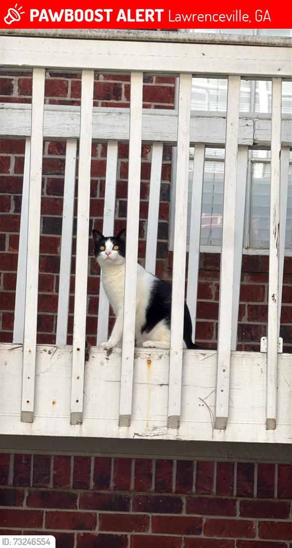 Lost Male Cat last seen Apartamentos Anzio, Lawrenceville, GA 30044