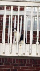 Lost Male Cat last seen Apartamentos Anzio, Lawrenceville, GA 30044