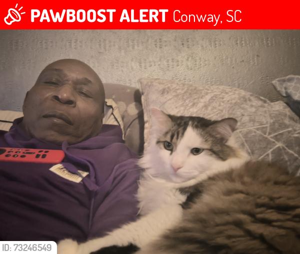 Lost Male Cat last seen LEGACY APT, Conway, SC 29526