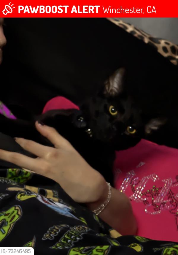Lost Male Cat last seen Geranium rd, Winchester, CA 92596