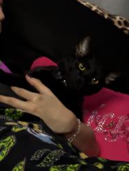 Lost Male Cat last seen Geranium rd, Winchester, CA 92596