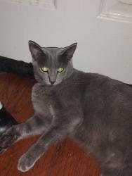 Reunited Female Cat last seen Kennedy Dr, Milpitas, CA 95035, USA, Milpitas, CA 95035