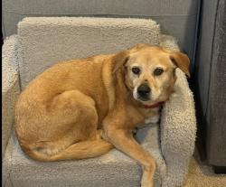 Reunited Female Dog last seen Cooper Point Rd., Olympia, WA 98502
