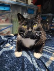 Lost Female Cat last seen Santa Fe Hills / Enchanted Hills, Rio Rancho, NM 87144