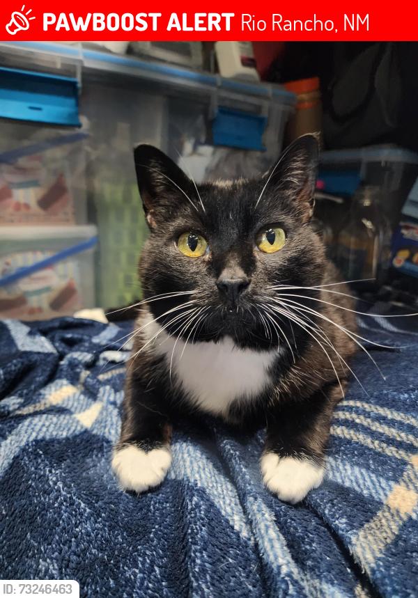 Lost Female Cat last seen Santa Fe Hills / Enchanted Hills, Rio Rancho, NM 87144