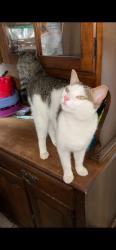 Lost Female Cat last seen Detroit Ave and Central Ave, Dundalk, MD 21222