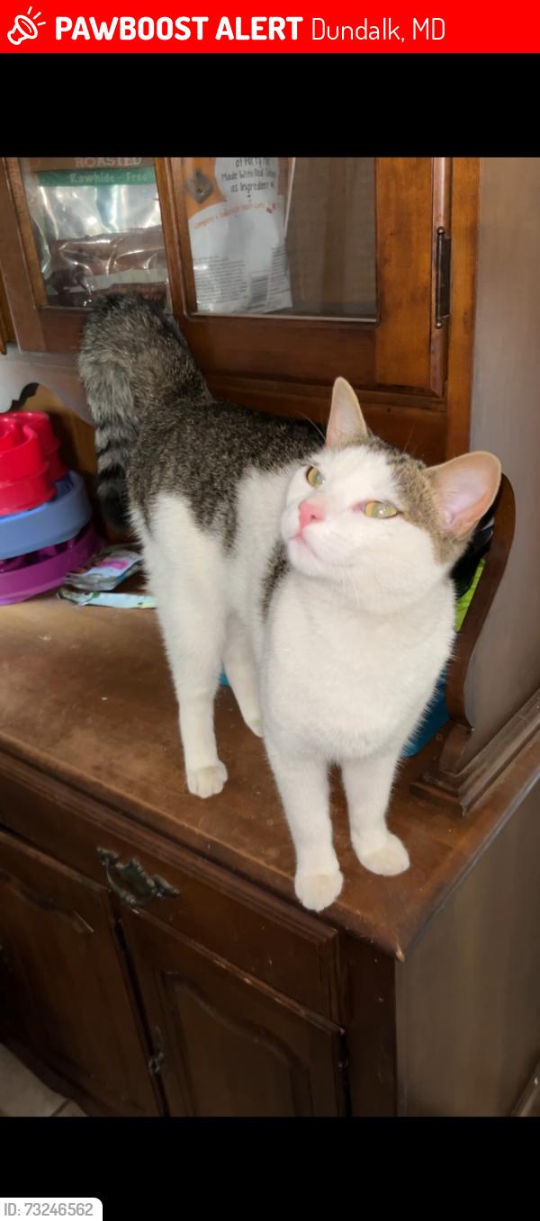 Lost Female Cat last seen Detroit Ave and Central Ave, Dundalk, MD 21222