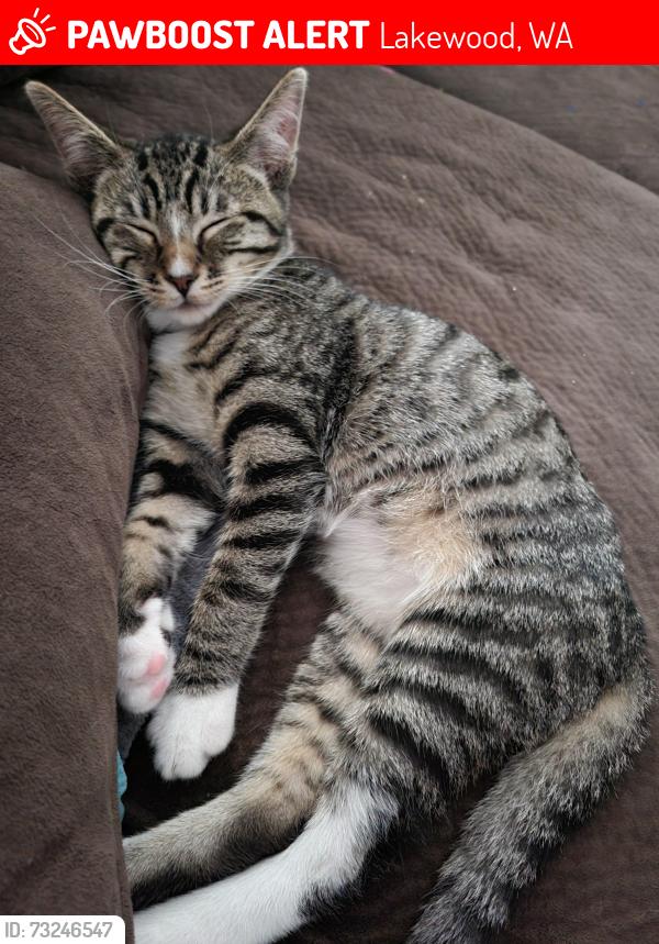 Lost Male Cat last seen 81st st sw, Lakewood, WA 98499
