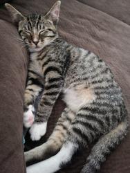 Lost Male Cat last seen 81st st sw, Lakewood, WA 98499