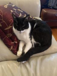 Lost Male Cat last seen Spanish Fort Blvd Lake Vista, New Orleans, LA 70124