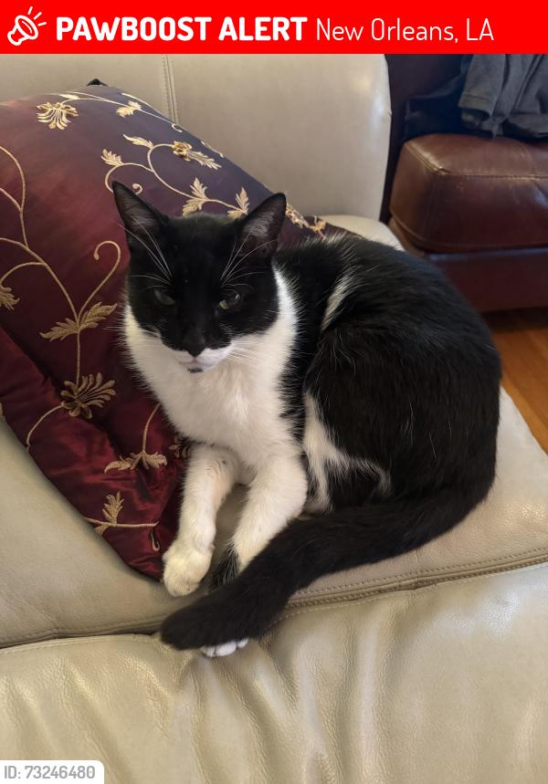 Lost Male Cat last seen Spanish Fort Blvd Lake Vista, New Orleans, LA 70124