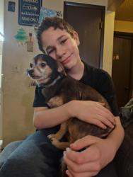Lost Male Dog last seen University and 3rd ave next to vtc and rousars, Spokane Valley, WA 99206