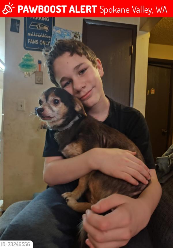 Lost Male Dog last seen University and 3rd ave next to vtc and rousars, Spokane Valley, WA 99206