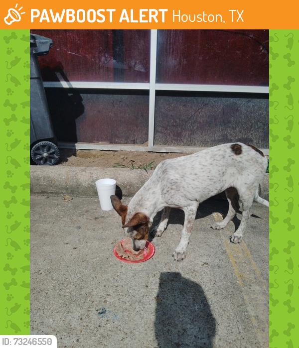 Found/Stray Unknown Dog last seen Near near Kirkwood and Westpark Tollroad, Houston, TX 77082