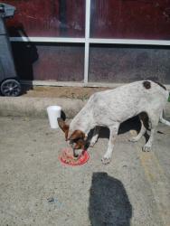 Found/Stray Unknown Dog last seen Near near Kirkwood and Westpark Tollroad, Houston, TX 77082