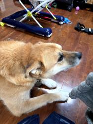 Lost Female Dog last seen Refugee Road, Gender Road, Columbus, OH 43110