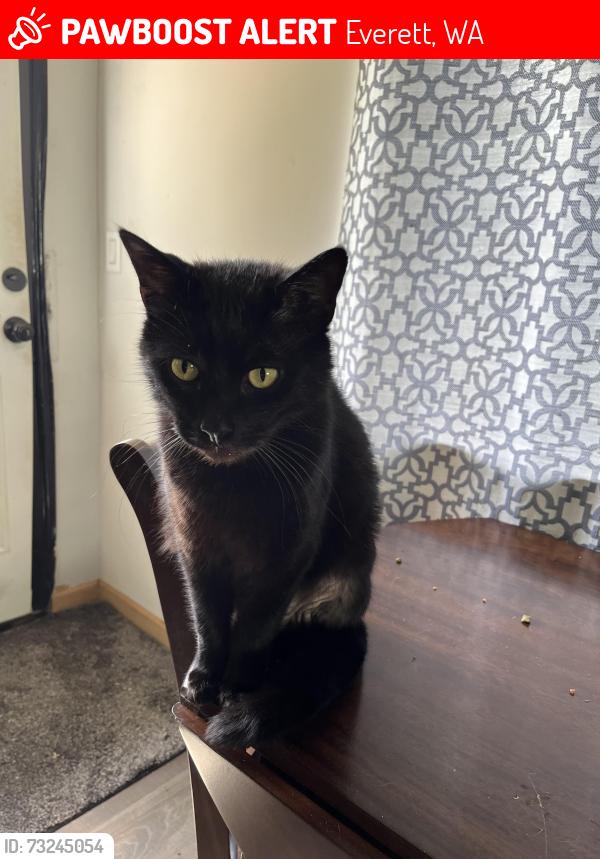 Lost Male Cat last seen Near 2nd Ave SE, Everett, WA 98208