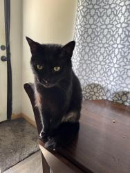 Lost Male Cat last seen Near 2nd Ave SE, Everett, WA 98208