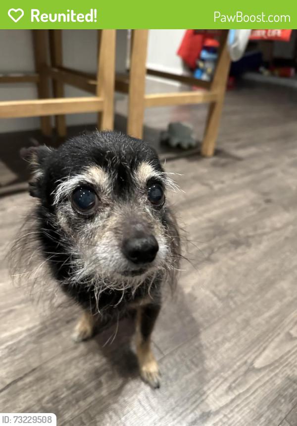 Reunited Male Dog last seen Sylvia ave milpitas, Milpitas, CA 95035