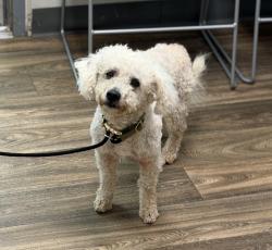Shelter Stray Male Dog last seen Near Delta Street, San Diego, CA, 92113, 5500 Gaines St, San Diego, CA 92110, USA