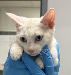 Shelter Stray Female Cat last seen Near S 29th Street, San Diego, CA, 92113, 5500 Gaines St, San Diego, CA 92110, USA