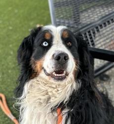 Shelter Stray Male Dog last seen W, Cedar Ave / S Kipling St, Lakewood, CO, 80226, 580 McIntyre St, Golden, CO 80401, USA