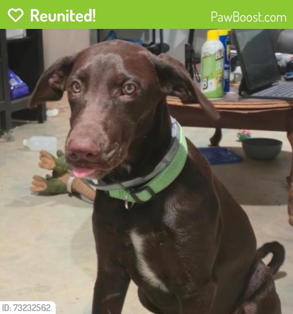 Reunited Male Dog last seen White settlement road and meadow Park drive, White Settlement, TX 76108