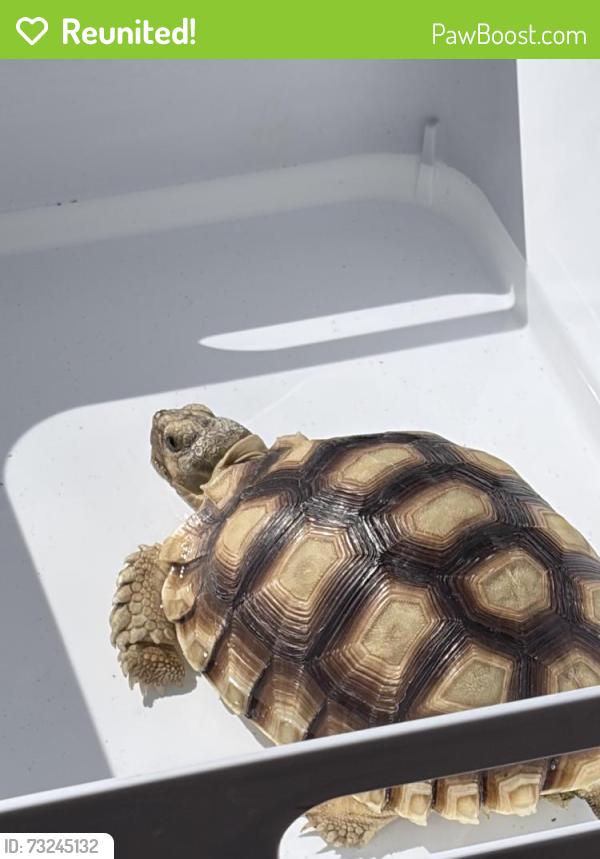 Reunited Male Reptile last seen Palmer pl Tustin ca, Tustin, CA 92782