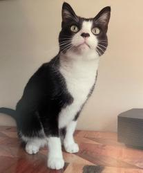 Reunited Male Cat last seen Warfield Ave and Boulevard Way, Oakland, CA 94610