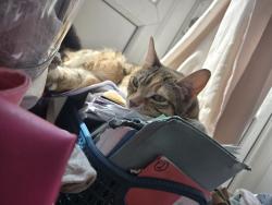 Lost Female Cat last seen Consort road SE15 5EQ, Greater London, England 