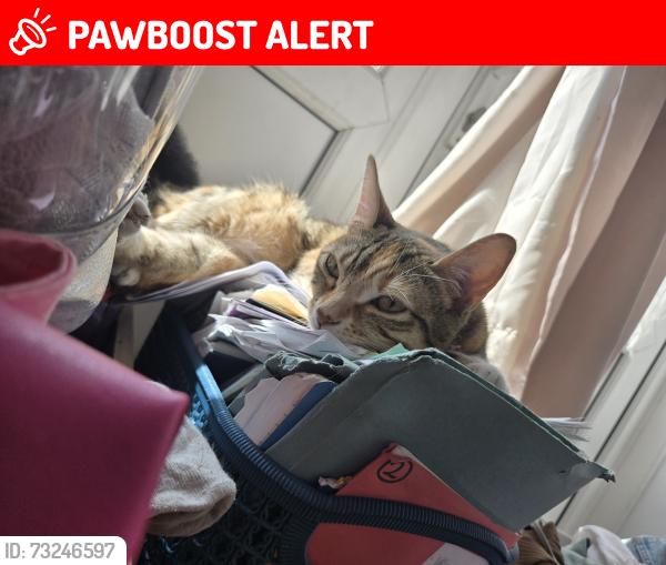 Lost Female Cat last seen Consort road SE15 5EQ, Greater London, England 