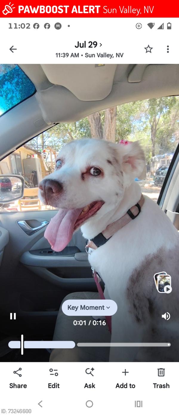 Lost Female Dog last seen 7th street, Sun Valley, NV 89433