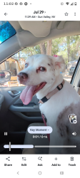 Lost Female Dog last seen 7th street, Sun Valley, NV 89433
