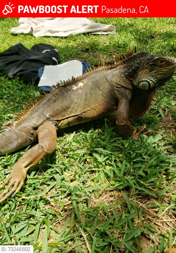 Lost Male Reptile last seen Esther and Raymond Street, Pasadena, CA 91103
