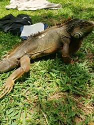 Lost Male Reptile last seen Esther and Raymond Street, Pasadena, CA 91103