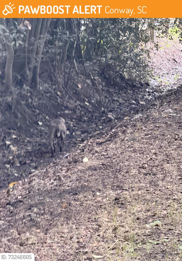Found/Stray Unknown Dog last seen Between 13th and 15th ave running down the grassy area across from west alley, Conway, SC 29526