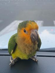 Found/Stray Unknown Bird last seen Santa Ana Cyn Rd, Anaheim Hills, Anaheim, CA 92808