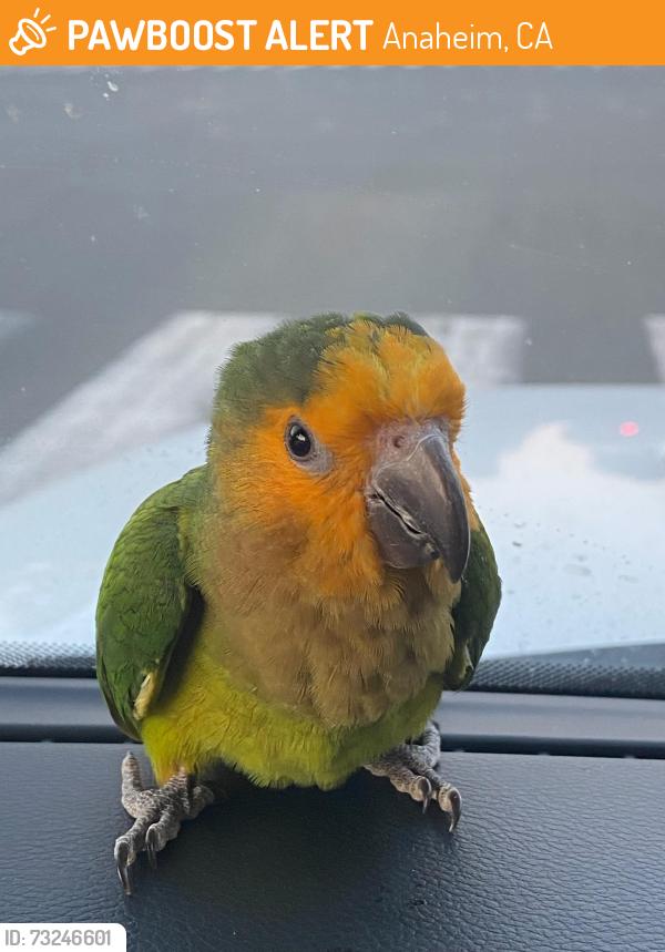 Found/Stray Unknown Bird last seen Santa Ana Cyn Rd, Anaheim Hills, Anaheim, CA 92808