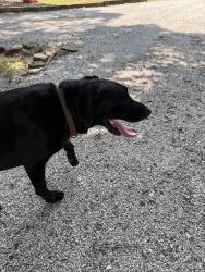 Found/Stray Male Dog last seen Walnut grove rd roebuck, Roebuck, SC 29376