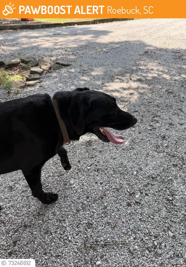 Found/Stray Male Dog last seen Walnut grove rd roebuck, Roebuck, SC 29376